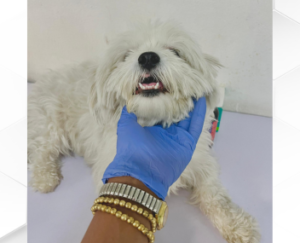 Petmedplus Veterinary clinic & services | Pet med plus veterinary images 5