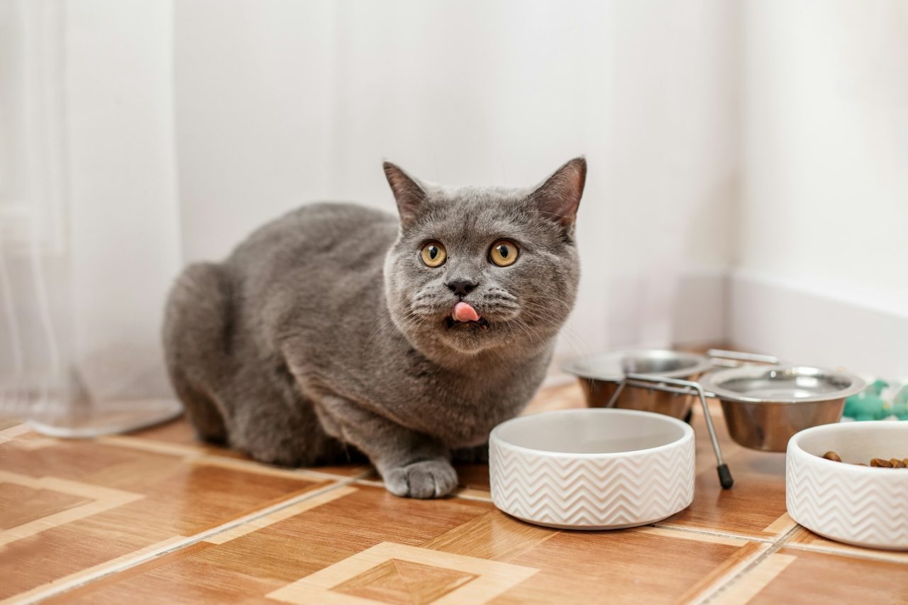 Petmedplus Veterinary clinic & services | british shorthair eating from a ceramic bowl pet concept