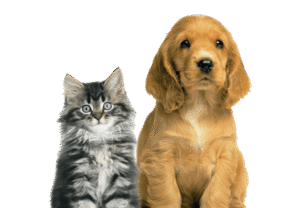 Petmedplus Veterinary clinic & services | cat dog