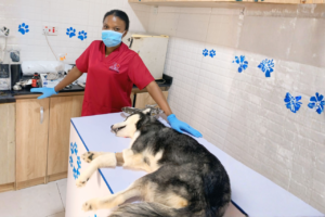 Petmedplus Veterinary clinic & services | petmedplusveterinary doctor at Ajah Lagos