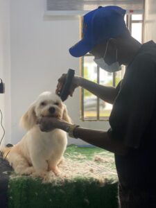 Finding a "dog groomer near me" in Ajah, lekki, Abraham Adesanya, Lagos