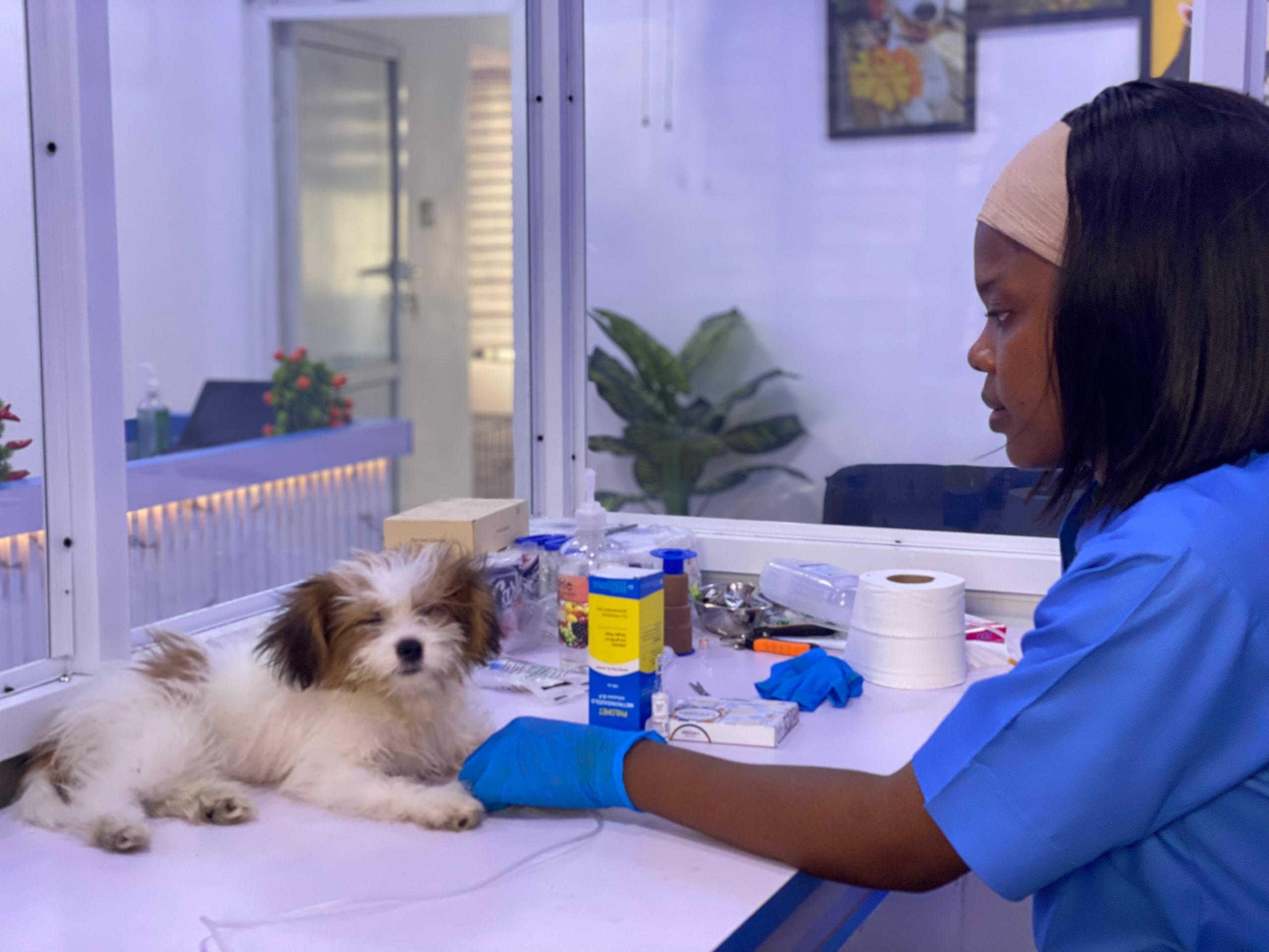 Vet doctor at Ajah Lagos -3