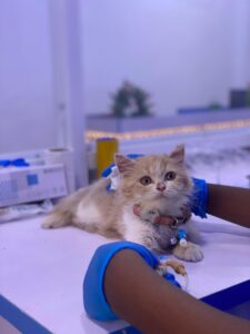 Petmedplus Veterinary clinic & services | IMG 20260423 WA0119