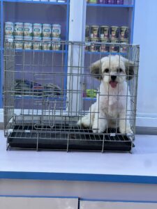 Petmedplus Veterinary clinic & services | IMG 20260423 WA0127