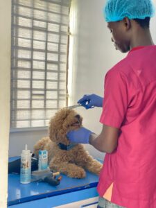 Finding a "dog groomer near me" in Ajah, lekki, Abraham Adesanya, Lagos
